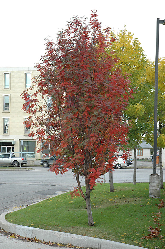 Fall Russian Mountain Ash