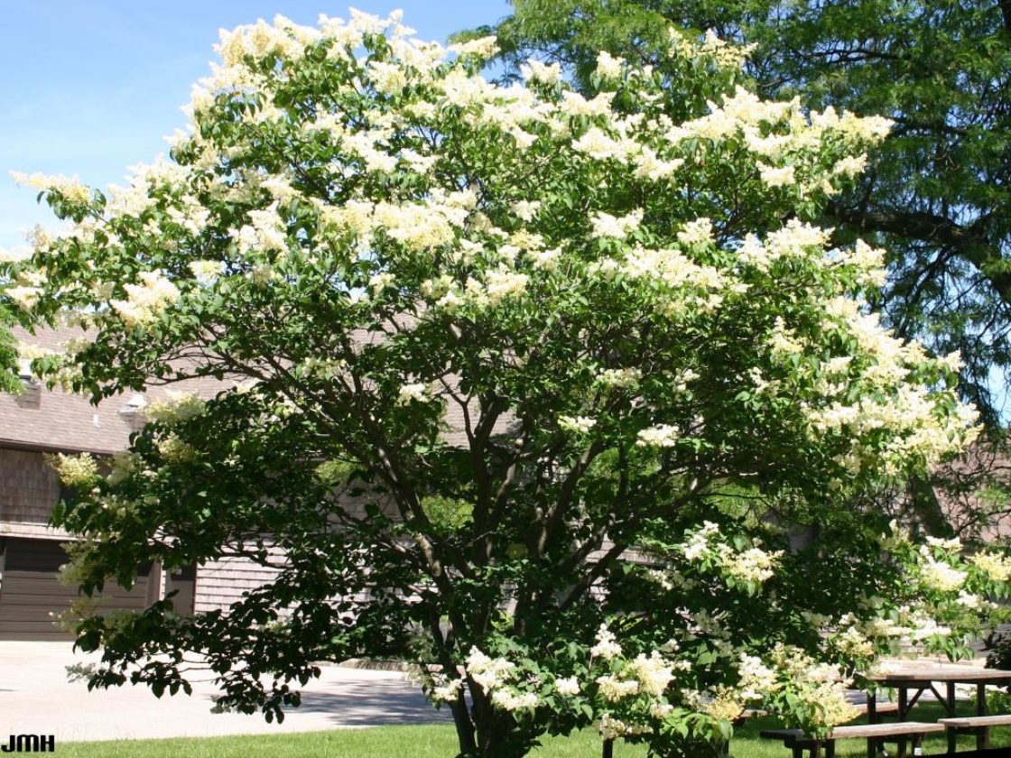 Japanese Tree Lilac