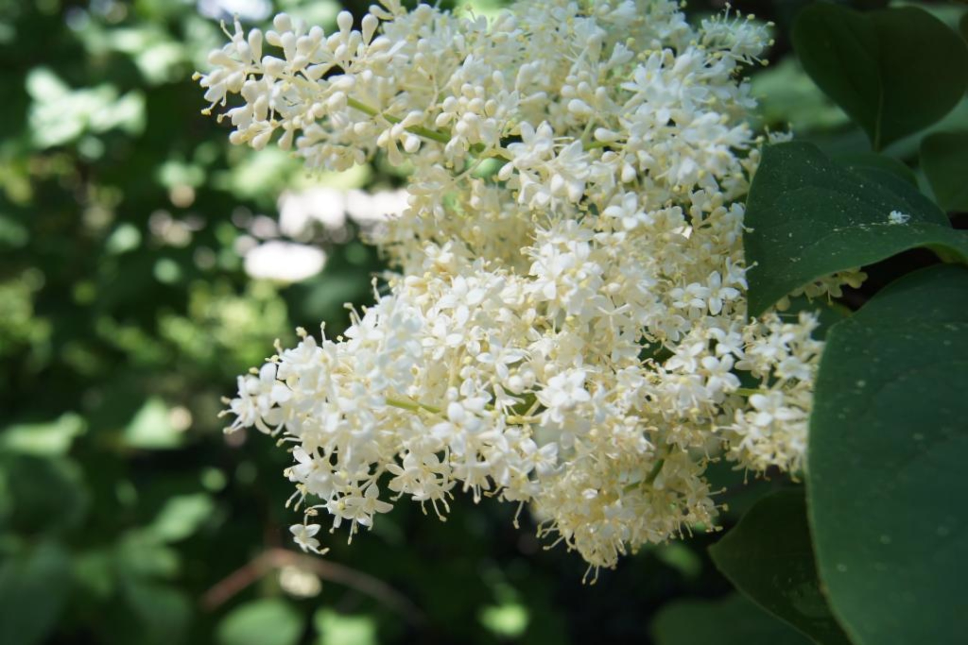 Japanese Tree Lilac Flower