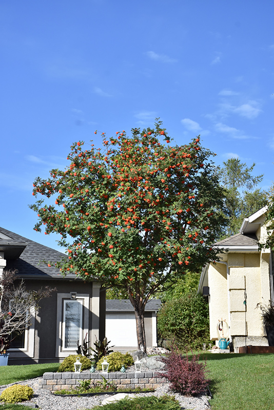 Russian Mountain Ash